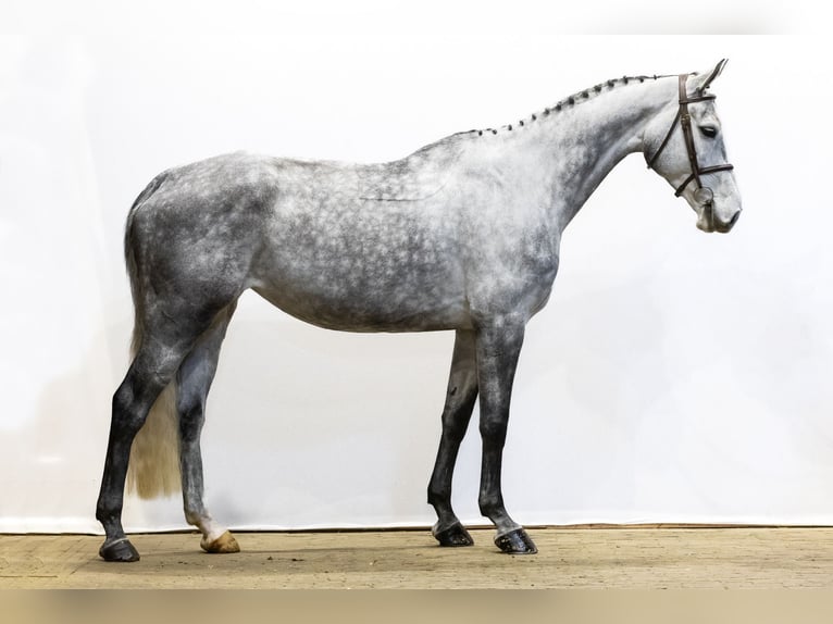 KWPN Giumenta 5 Anni 170 cm Grigio in Waddinxveen