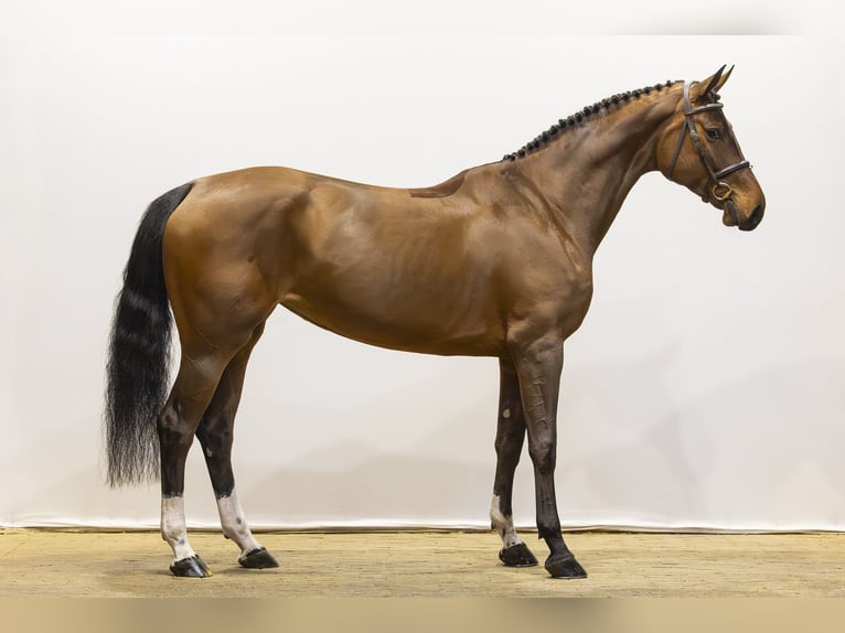 KWPN Giumenta 5 Anni 171 cm Baio in Waddinxveen