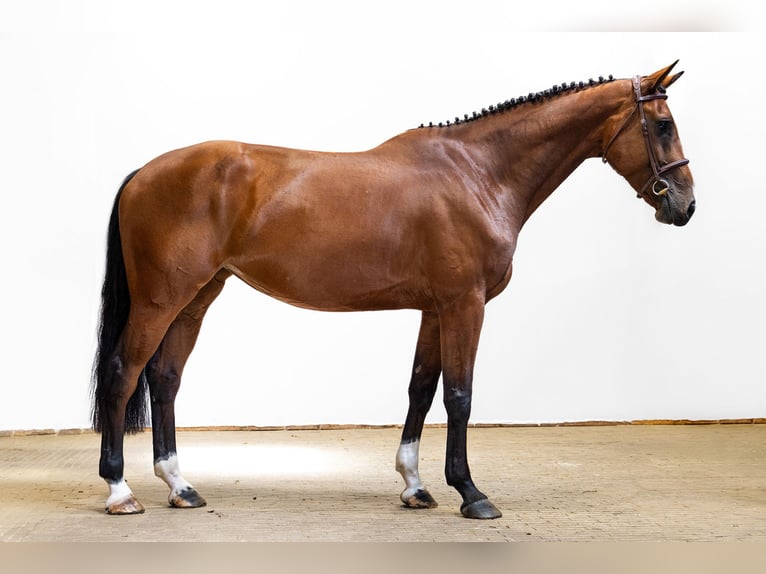 KWPN Giumenta 5 Anni 171 cm Baio in Waddinxveen