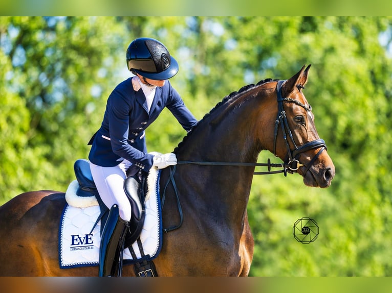 KWPN Giumenta 5 Anni 171 cm Baio scuro in Nieuwveen