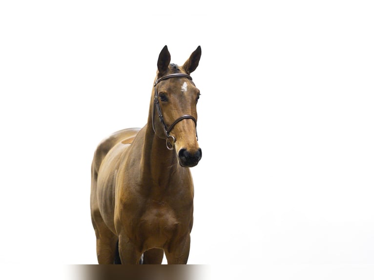 KWPN Giumenta 5 Anni 172 cm Baio in Waddinxveen