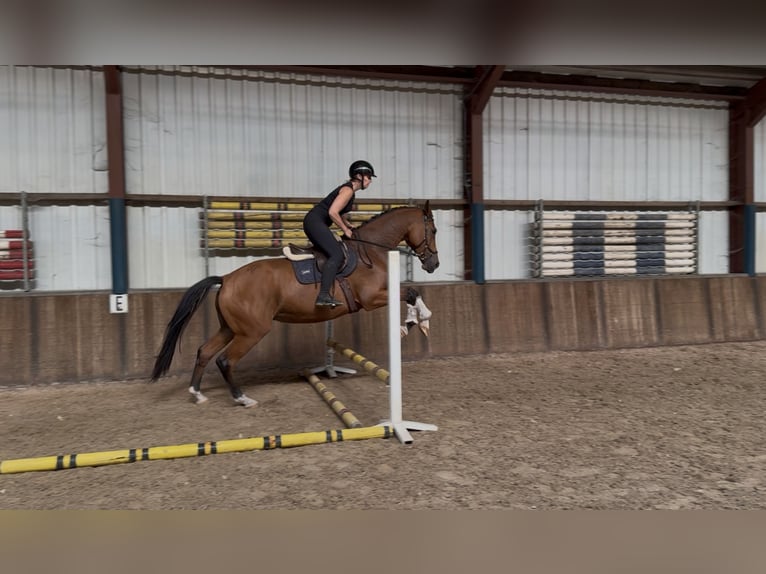 KWPN Giumenta 5 Anni 172 cm Baio in Oud Gastel
