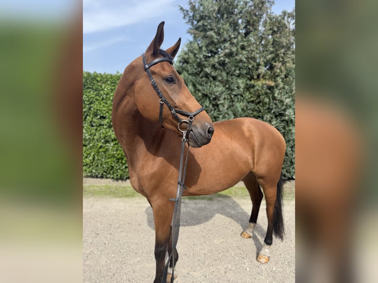 KWPN Giumenta 5 Anni 172 cm Baio in Oud Gastel