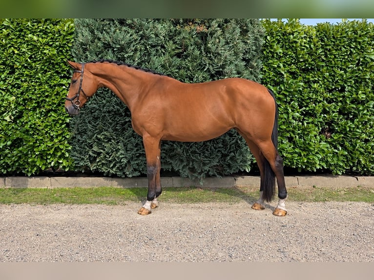 KWPN Giumenta 5 Anni 172 cm Baio in Oud Gastel