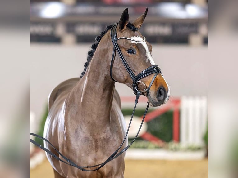 KWPN Giumenta 5 Anni 172 cm Baio ciliegia in Polków