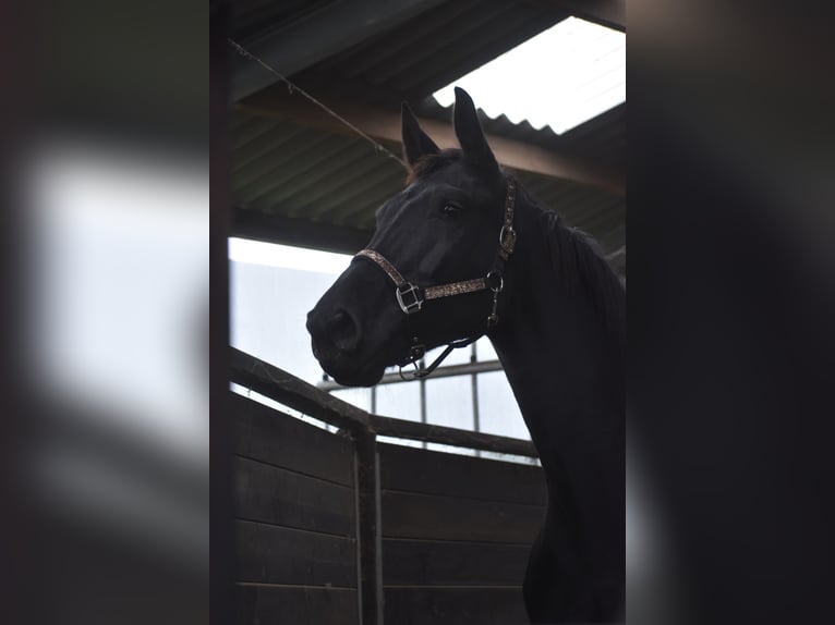 KWPN Giumenta 5 Anni 172 cm Morello in Achtmaal