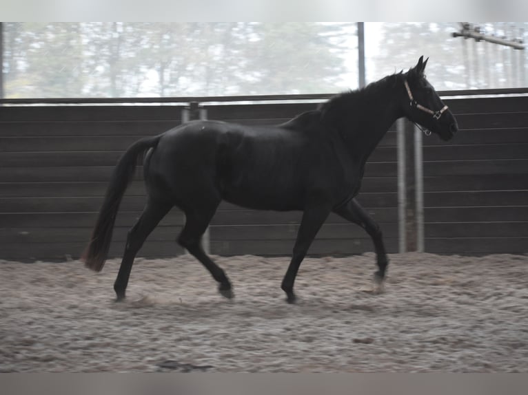 KWPN Giumenta 5 Anni 172 cm Morello in Achtmaal