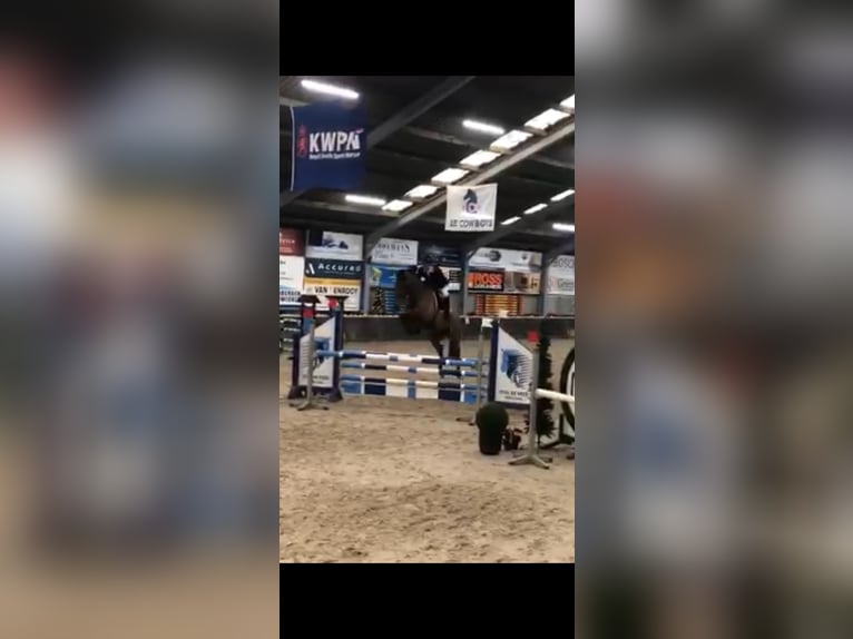 KWPN Giumenta 5 Anni 173 cm Baio in Uden