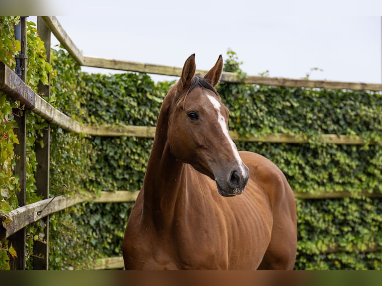 KWPN Giumenta 5 Anni 173 cm Baio in Waddinxveen