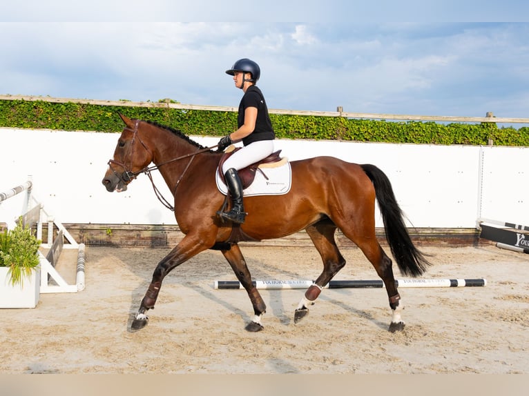 KWPN Giumenta 5 Anni 173 cm Baio in Waddinxveen