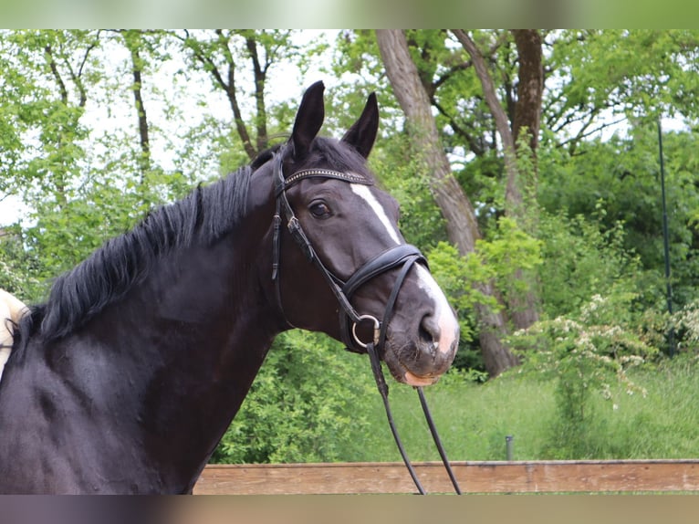 KWPN Giumenta 5 Anni 173 cm Morello in Soest