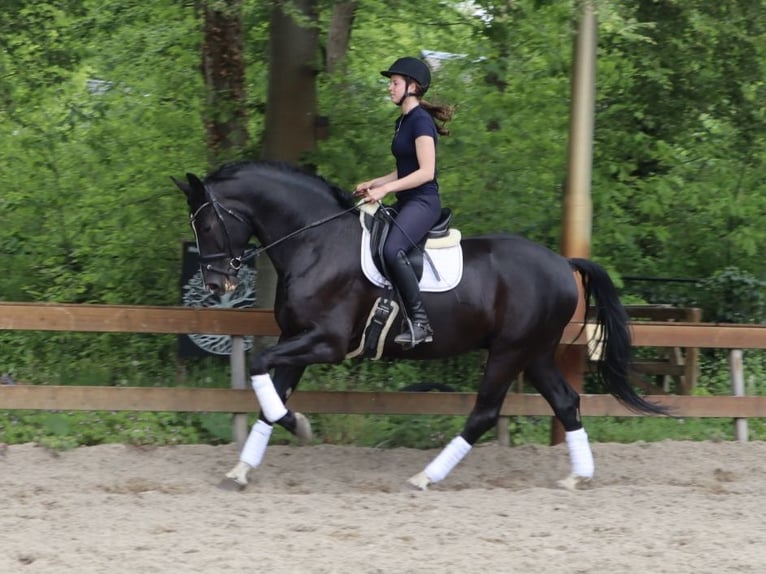 KWPN Giumenta 5 Anni 173 cm Morello in Soest