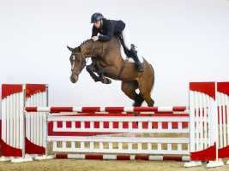 KWPN Giumenta 5 Anni 174 cm Baio in Waddinxveen