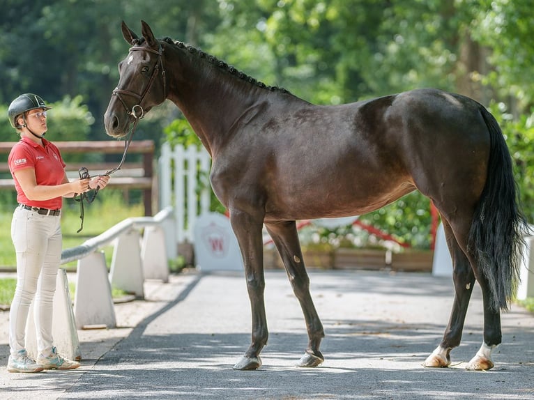 KWPN Giumenta 5 Anni 174 cm Baio nero in Münster