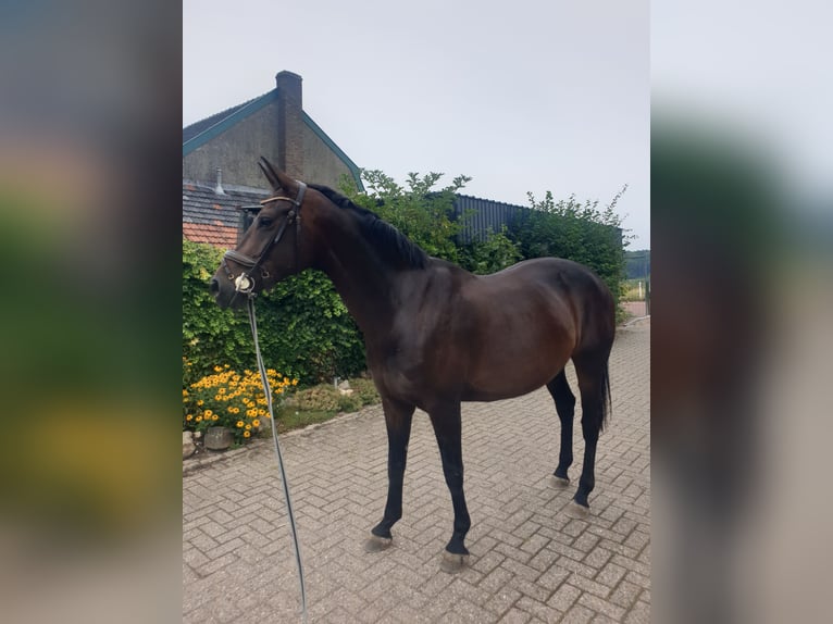 KWPN Giumenta 5 Anni 174 cm Baio scuro in Vijlen
