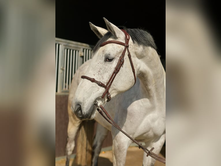 KWPN Giumenta 5 Anni 174 cm Grigio in Geilenkirchen