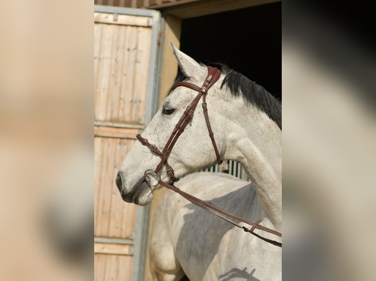 KWPN Giumenta 5 Anni 174 cm Grigio in Geilenkirchen