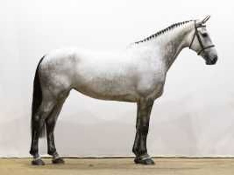 KWPN Giumenta 5 Anni 174 cm Grigio in Waddinxveen