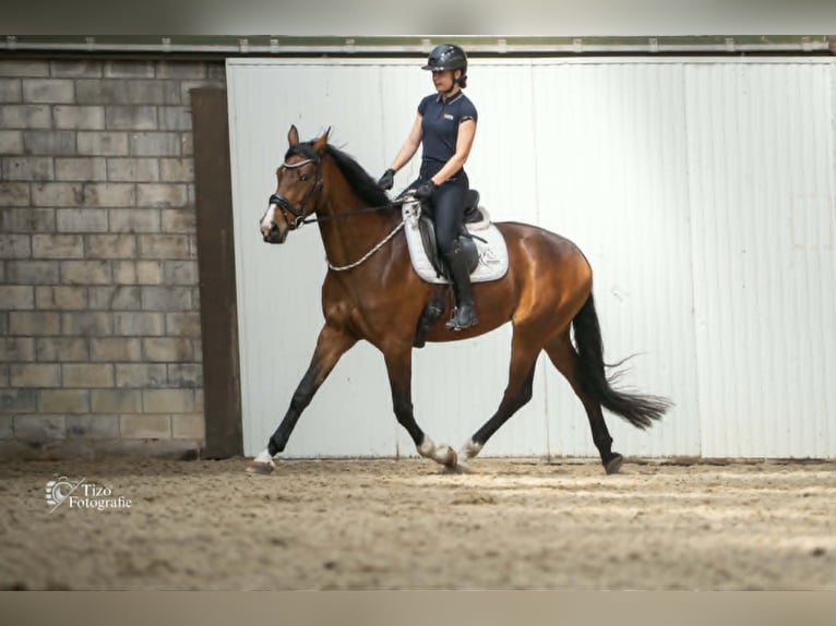 KWPN Giumenta 5 Anni 175 cm Baio in Goes