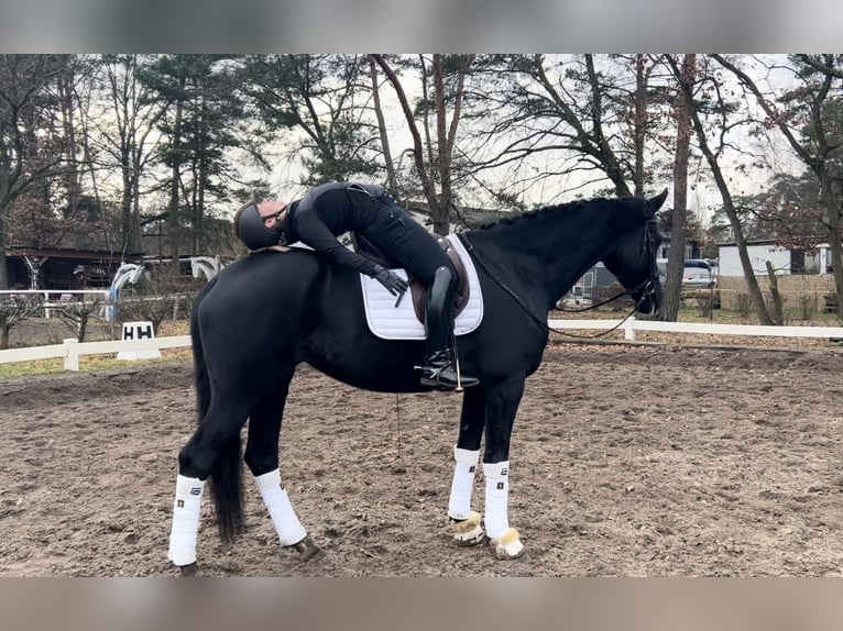 KWPN Giumenta 5 Anni 175 cm Morello in Berlin