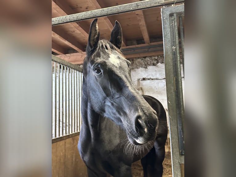 KWPN Giumenta 5 Anni 176 cm Morello in Rothenfluh