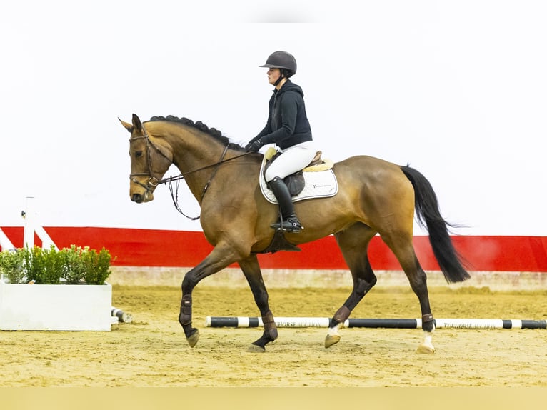 KWPN Giumenta 5 Anni 178 cm Baio in Waddinxveen