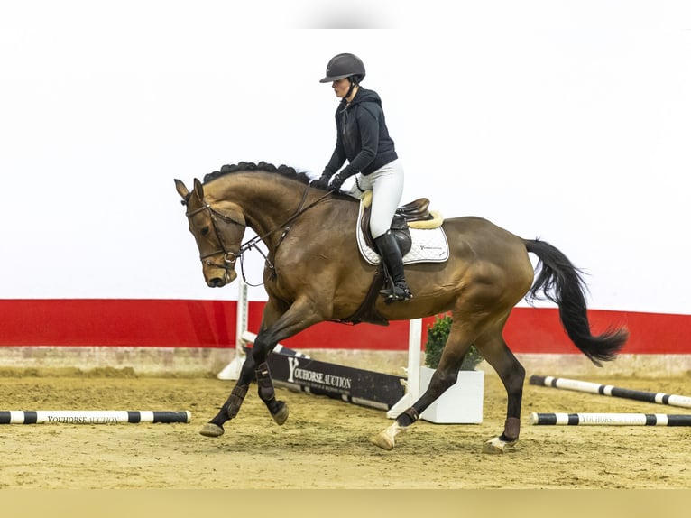 KWPN Giumenta 5 Anni 178 cm Baio in Waddinxveen