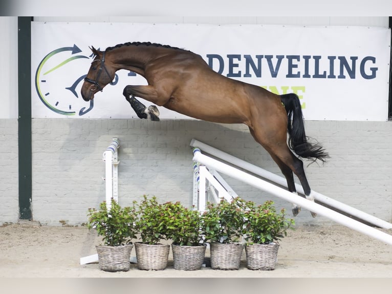 KWPN Giumenta 5 Anni Baio in Heerde