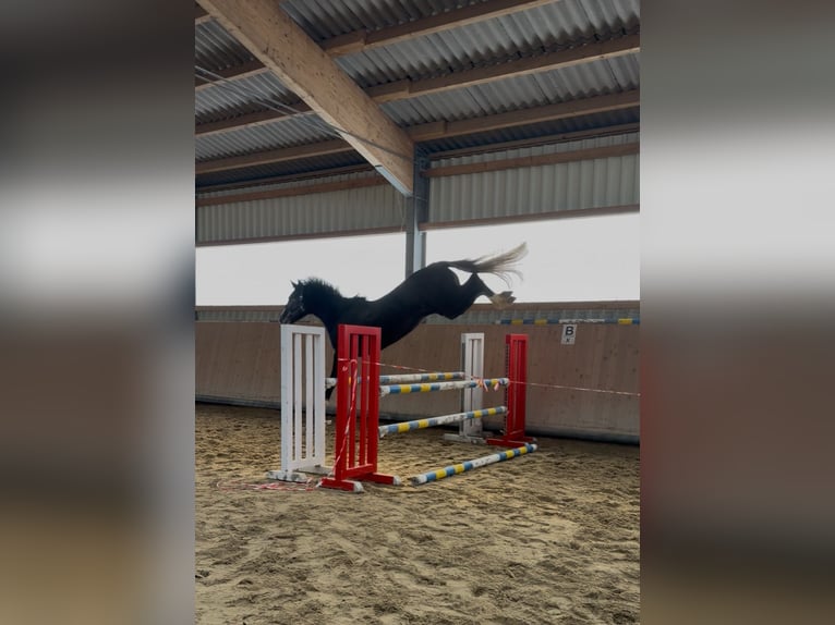 KWPN Giumenta 5 Anni Sauro in Windhaag bei Perg
