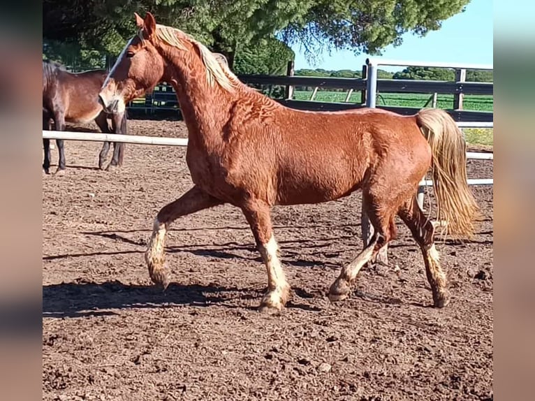 KWPN Giumenta 6 Anni 156 cm Palomino in Chiclana de la Frontera