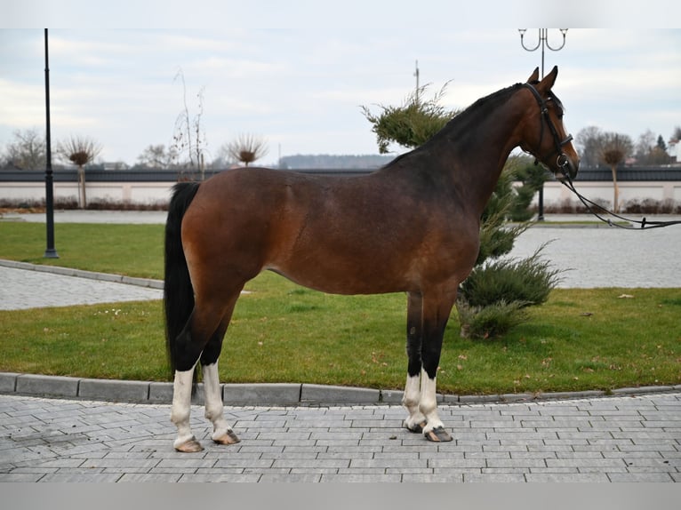 KWPN Giumenta 6 Anni 160 cm Baio ciliegia in Jeżów