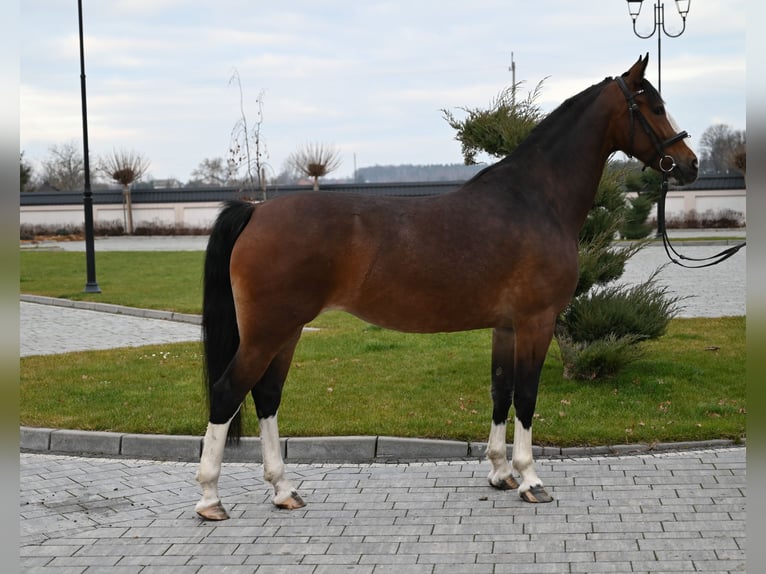 KWPN Giumenta 6 Anni 160 cm Baio ciliegia in Jeżów