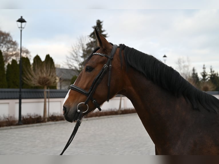 KWPN Giumenta 6 Anni 160 cm Baio ciliegia in Jeżów