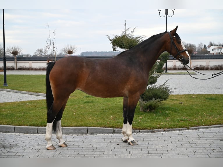 KWPN Giumenta 6 Anni 160 cm Baio ciliegia in Jeżów