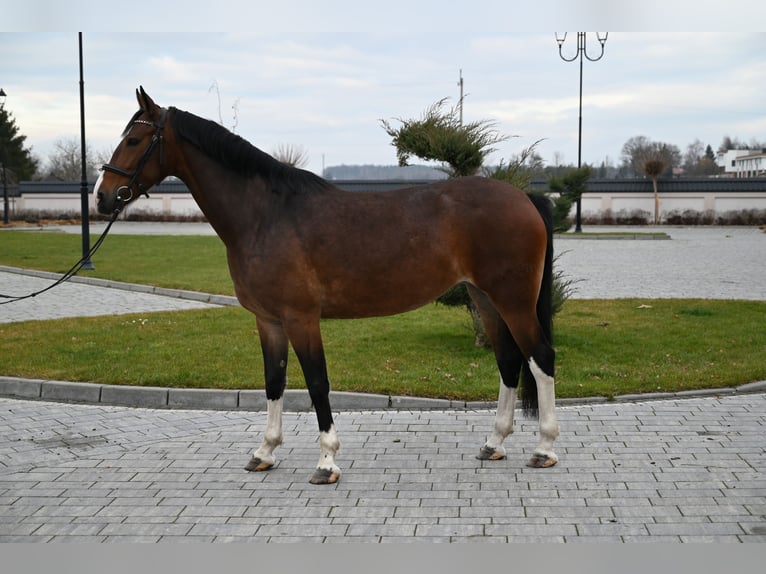 KWPN Giumenta 6 Anni 160 cm Baio ciliegia in Jeżów