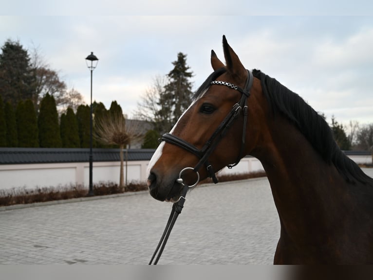 KWPN Giumenta 6 Anni 160 cm Baio ciliegia in Jeżów