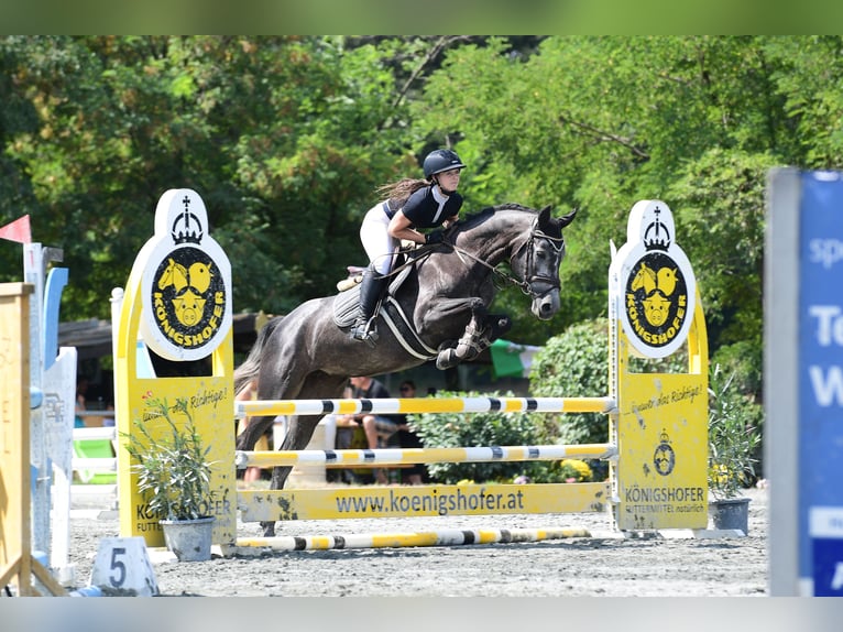 KWPN Giumenta 6 Anni 160 cm Grigio in Frauental
