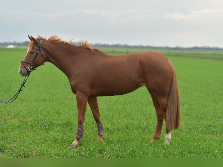 KWPN Giumenta 6 Anni 160 cm Sauro ciliegia in Geilenkirchen