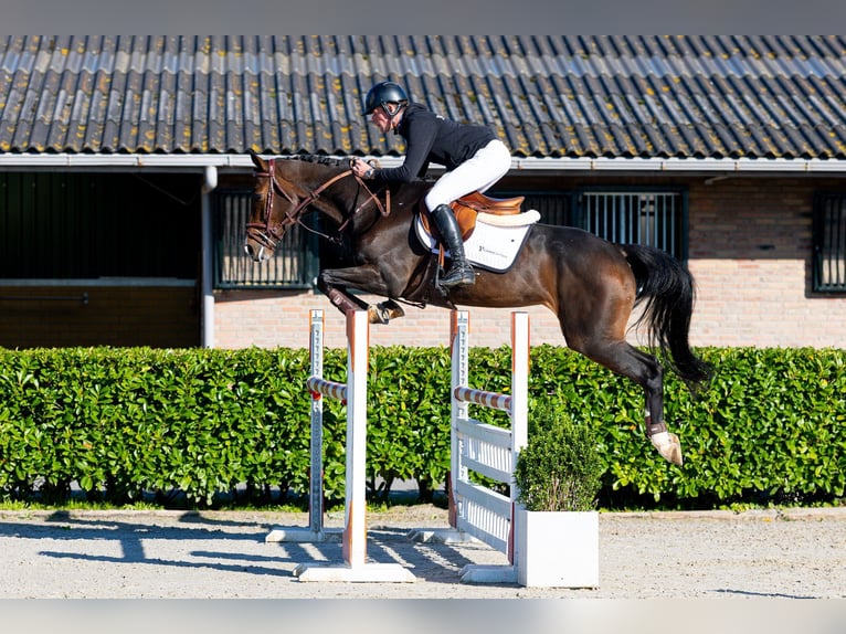 KWPN Giumenta 6 Anni 161 cm Baio in Waddinxveen