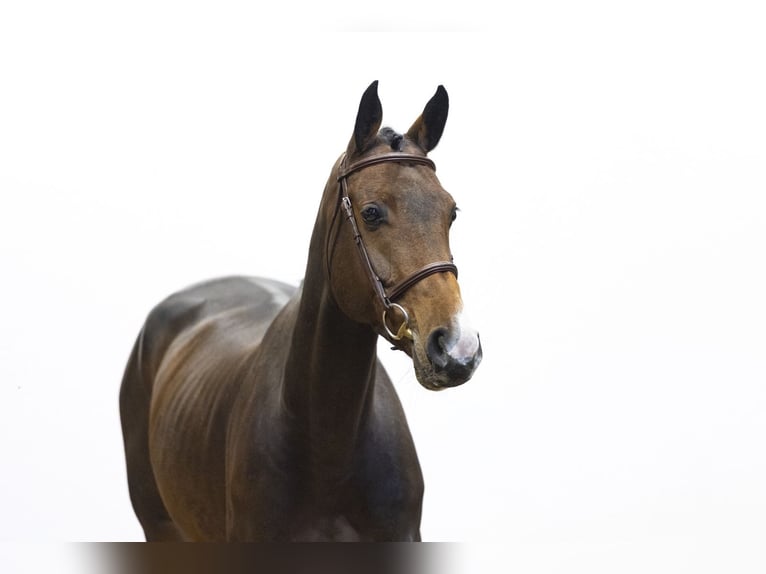 KWPN Giumenta 6 Anni 161 cm Baio in Waddinxveen