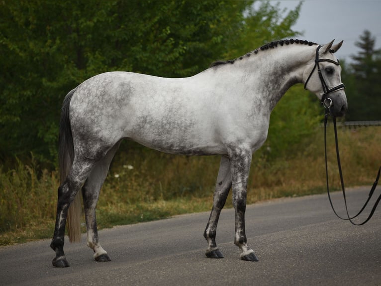 KWPN Giumenta 6 Anni 161 cm Grigio in Baracs