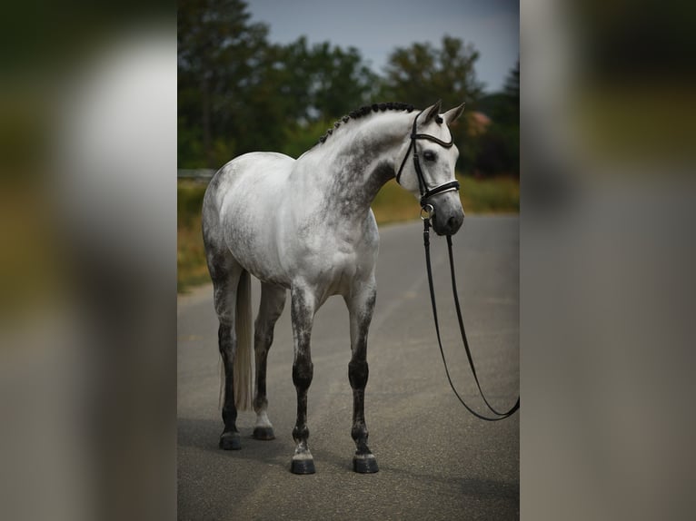 KWPN Giumenta 6 Anni 161 cm Grigio in Baracs