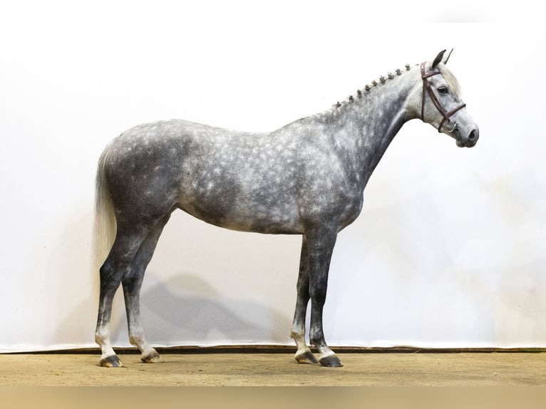 KWPN Giumenta 6 Anni 161 cm Grigio in Waddinxveen