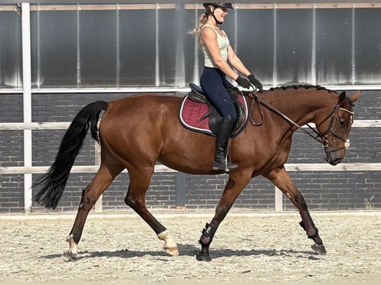 KWPN Giumenta 6 Anni 163 cm Baio in Kaldenkirchen