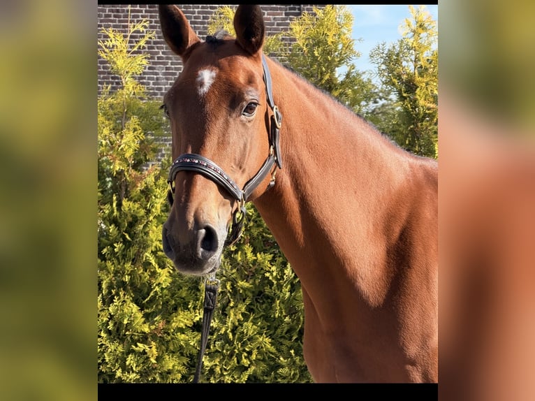 KWPN Giumenta 6 Anni 163 cm Baio in Kaldenkirchen