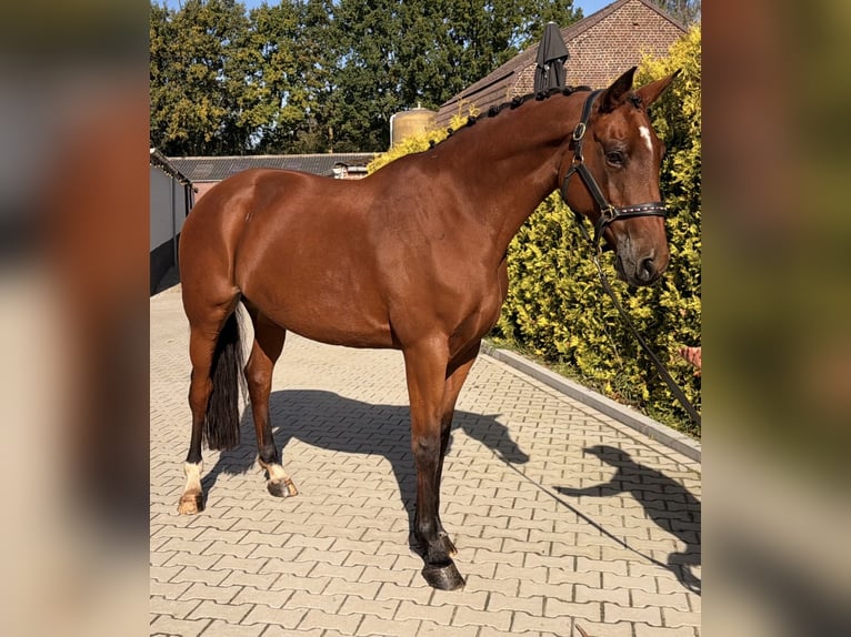 KWPN Giumenta 6 Anni 163 cm Baio in Kaldenkirchen