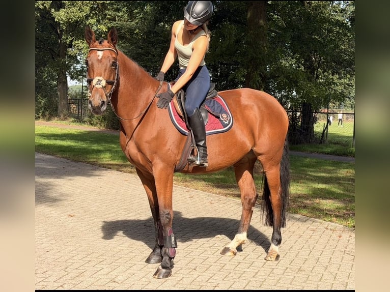 KWPN Giumenta 6 Anni 163 cm Baio in Kaldenkirchen