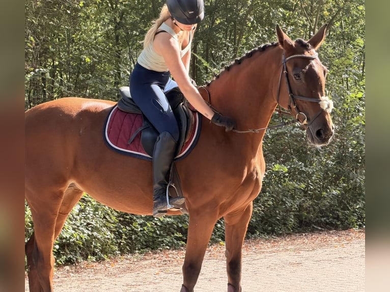 KWPN Giumenta 6 Anni 163 cm Baio in Kaldenkirchen