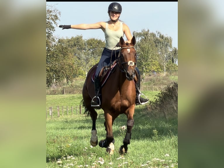 KWPN Giumenta 6 Anni 163 cm Baio in Kaldenkirchen
