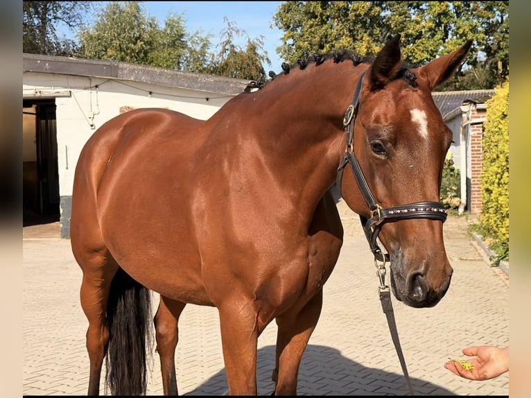 KWPN Giumenta 6 Anni 163 cm Baio in Kaldenkirchen